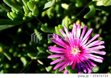 松葉菊 松葉菊 35974734