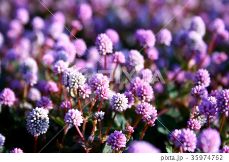 ヒメツルソバ 35974762