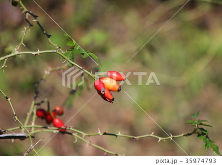 ローズヒップ 35974793