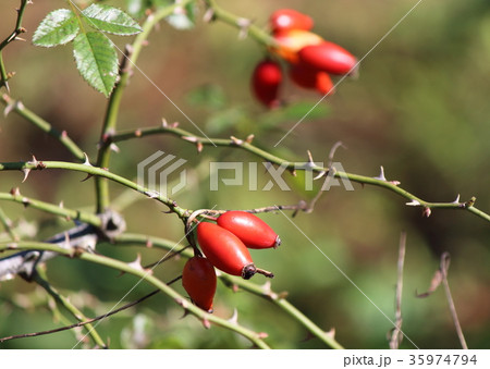 ローズヒップ 35974794
