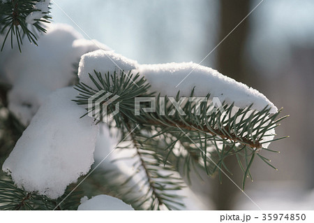 spruce tree in city covered with snow after 35974850