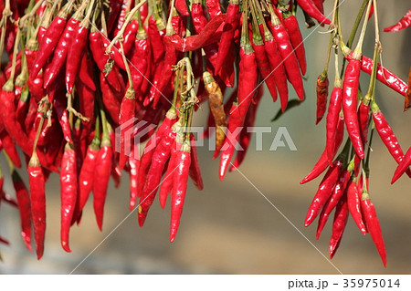 トウガラシ 35975014