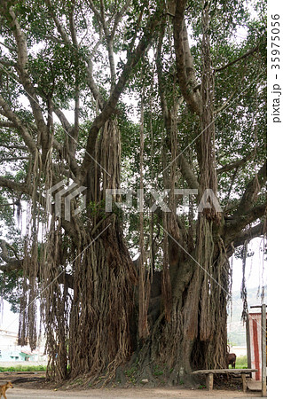 バニヤンの木 ベンガルボダイジュ の写真素材