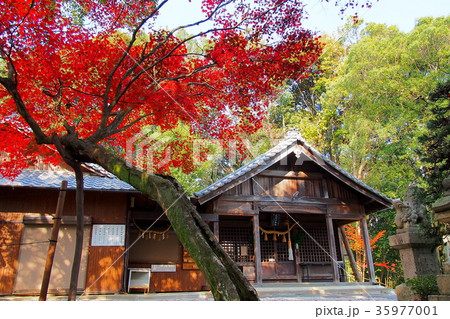 尾張戸神社の本殿（愛知県） 35977001