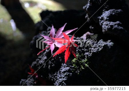 紅葉した落ち葉(楓) 35977215