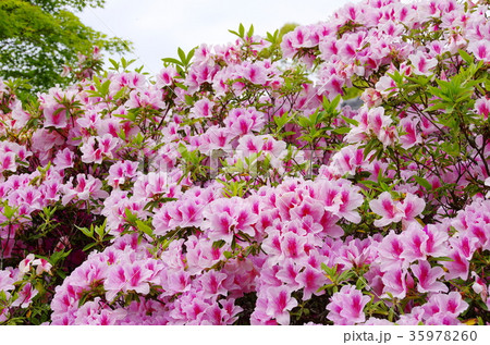 ツツジ 35978260