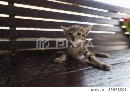 Cute lonely kitten 35978301