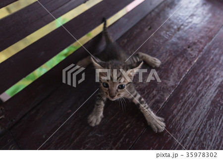 Cute lonely kitten 35978302