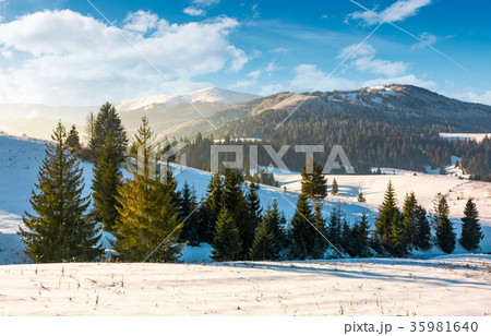 spruce trees on snowy hillsides at sunrise 35981640