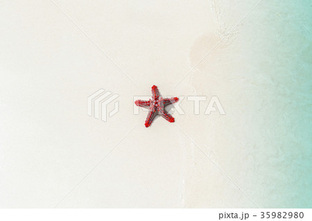 starfish on the beach, vacation memories. starfish on the beach, vacation memories. 35982980