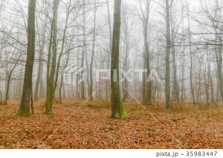 Mystic foggy day in the oak forest Mystic foggy day in the oak forest 35983447