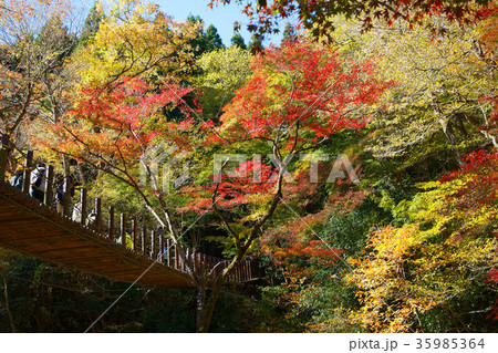 花貫渓谷の紅葉　つり橋 35985364