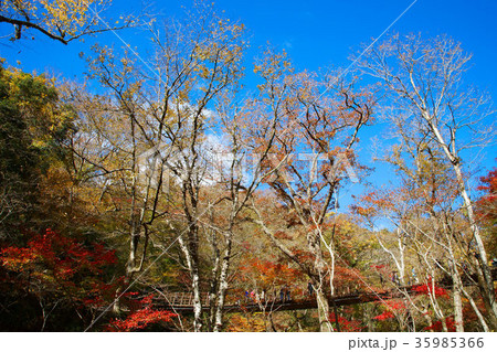 花貫渓谷の紅葉　つり橋 35985366