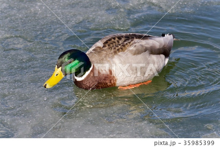 Beautiful image of a mallard swimming in icy lake 35985399