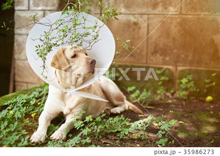 Dog injure recovery theme 35986273