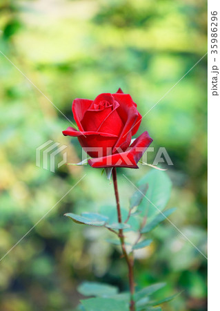 旧古河庭園の赤いバラの花　メリナ 35986296