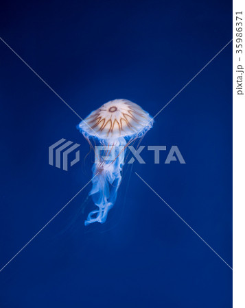 アカクラゲ 35986371