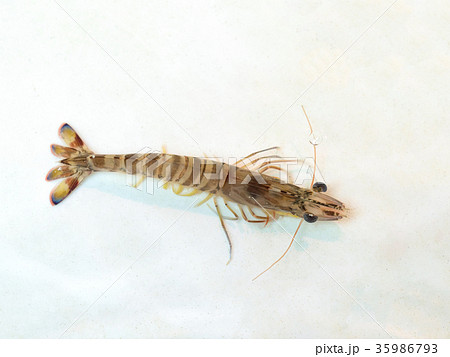 活きクルマエビ 35986793