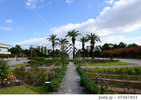 浜寺公園 バラ園の写真素材