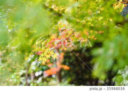 色づき始めたモミジ 色づき始めたモミジ 35988036
