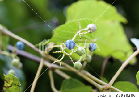 テリハノブドウ 35988286