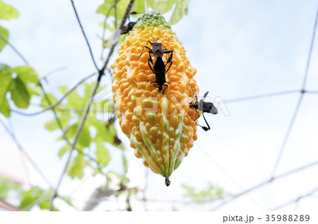 ゴーヤーの果実を食害するアシビロヘリカメムシの写真素材 3598