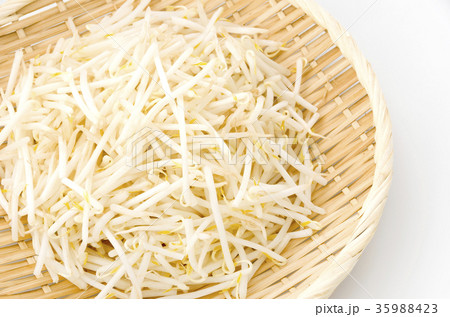もやし 35988423