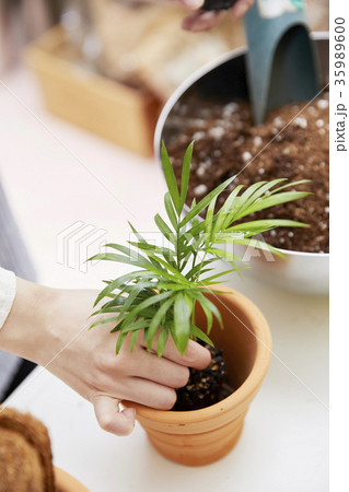 植物 園芸 植木鉢 35989600