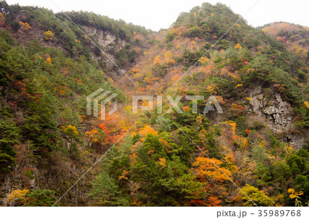 徳島竜ヶ岳の紅葉 徳島竜ヶ岳の紅葉 35989768