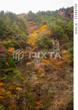 徳島竜ヶ岳の紅葉 35989769