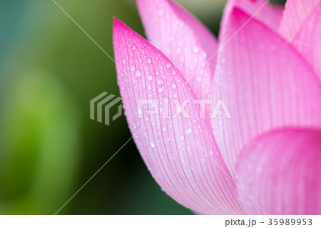 蓮の花びらと水滴 蓮の花びらと水滴 35989953