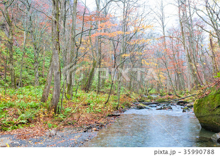 奥入瀬渓流(11月　十和田湖  秋　朝　雨) 35990788