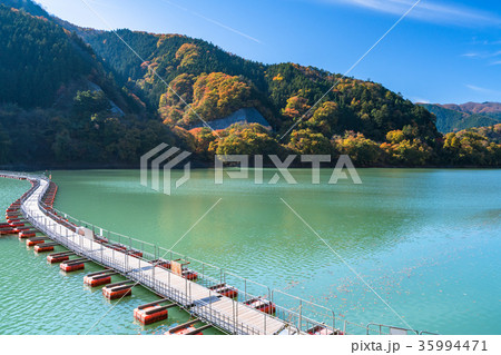 《東京都》紅葉の奥多摩湖・ドラム缶橋 《東京都》紅葉の奥多摩湖・ドラム缶橋 35994471