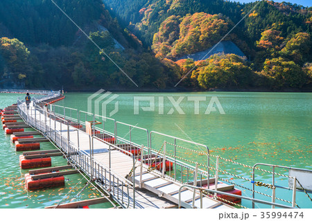 《東京都》紅葉の奥多摩湖・ドラム缶橋 35994474