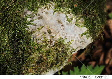 荒い岩肌 35994656