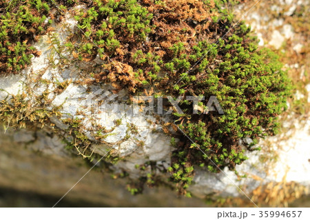 荒い岩肌 35994657