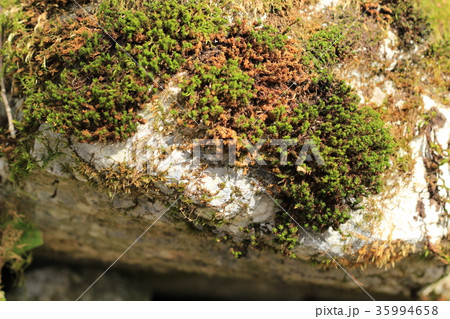 荒い岩肌 35994658