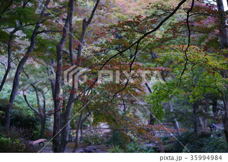 熱海梅園の紅葉 35994984