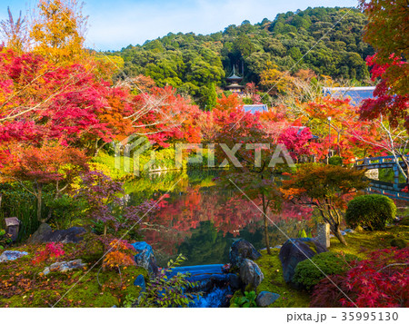 永観堂の紅葉 35995130