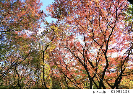 紅葉もみじ山 35995138