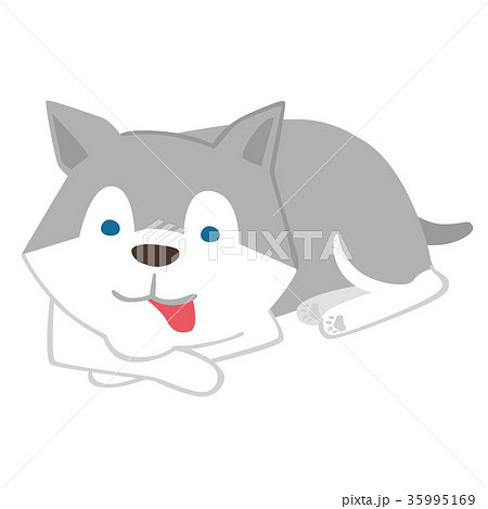 犬 シベリアンハスキー イラストのイラスト素材 35995169 Pixta