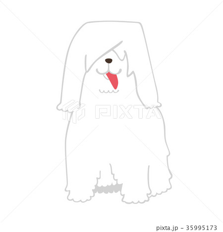 白い毛で顔の見えない犬のコモンド ルのイラスト のイラスト素材