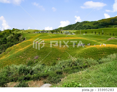 ニッコウキスゲ キスゲ デイリリー 35995283