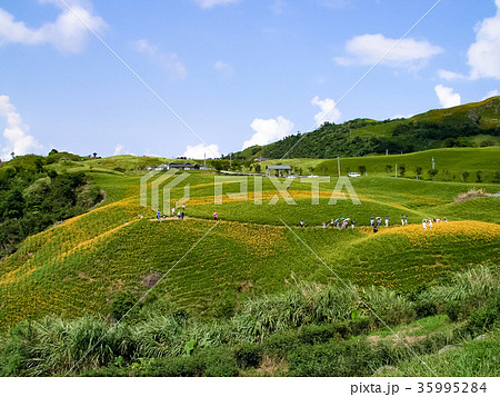 ニッコウキスゲ キスゲ デイリリー 35995284