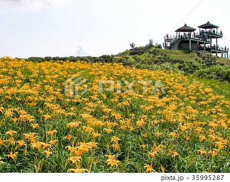 ニッコウキスゲ キスゲ デイリリー 35995287