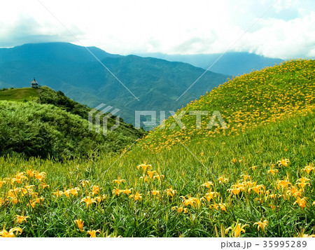 ニッコウキスゲ キスゲ デイリリー 35995289