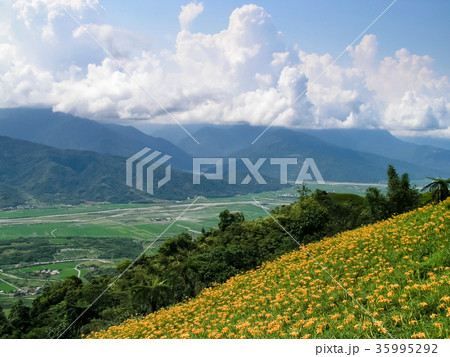 ニッコウキスゲ キスゲ デイリリー 35995292