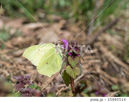Brimstone, Gonepteryx rhamni 35995514
