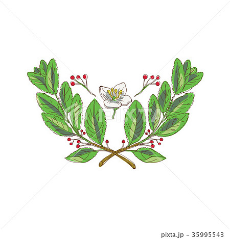 Yerba Mate Flower Leaf and Fruit Drawing Yerba Mate Flower Leaf and Fruit Drawing 35995543