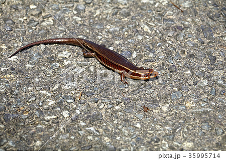 ニホントカゲ・トカゲ・爬虫類・とかげ ニホントカゲ・トカゲ・爬虫類・とかげ 35995714